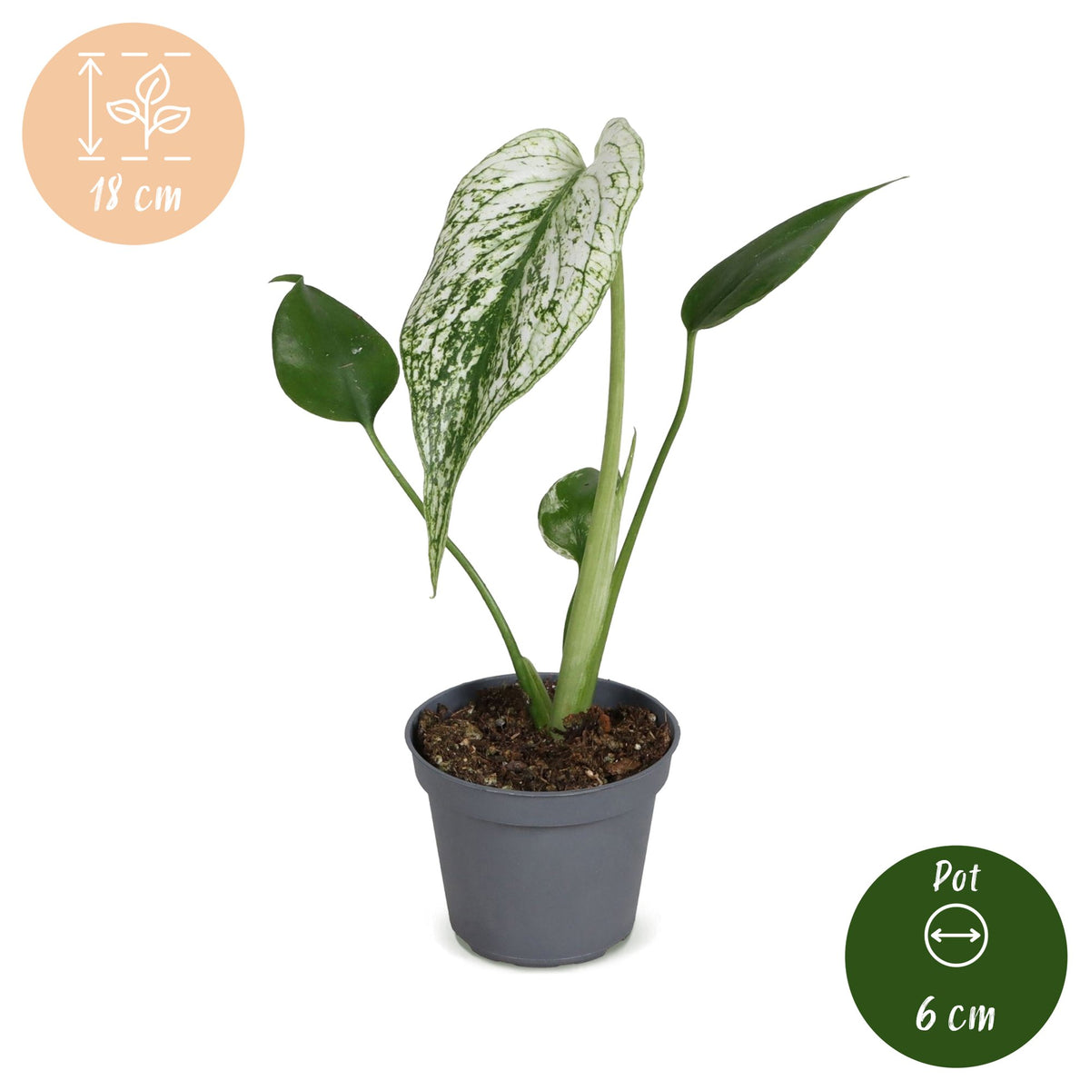 Monstera 'Devil Monster'