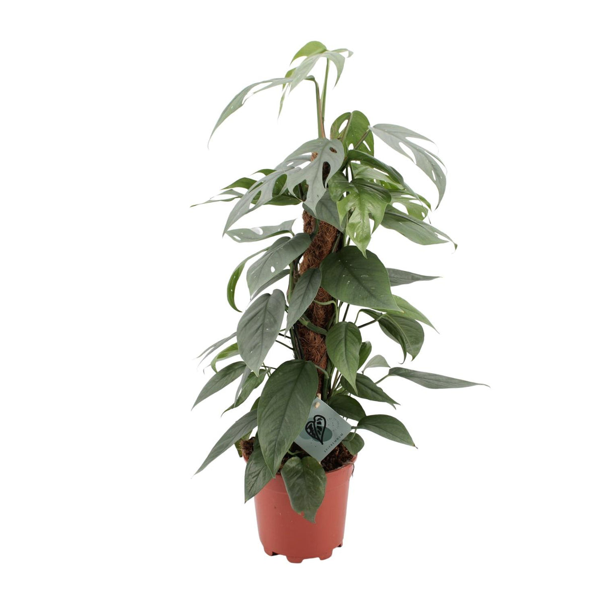 Cebu Blue-guldranke 60 cm høj, potte ø17 cm