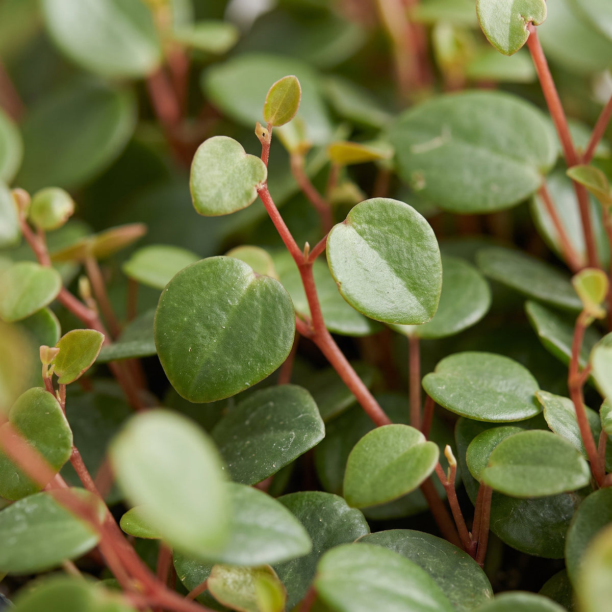 Peperomia 'Pepperspot'