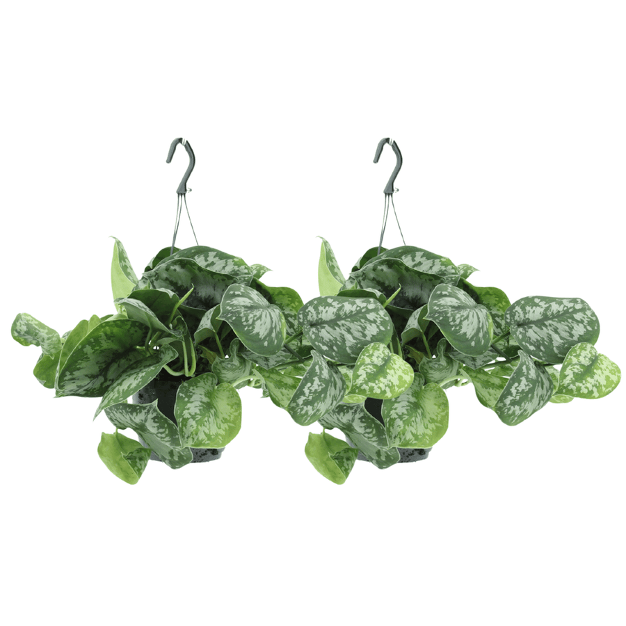 Scindapsus pictus 'Trebie' (2 planter, potte ø15 cm)