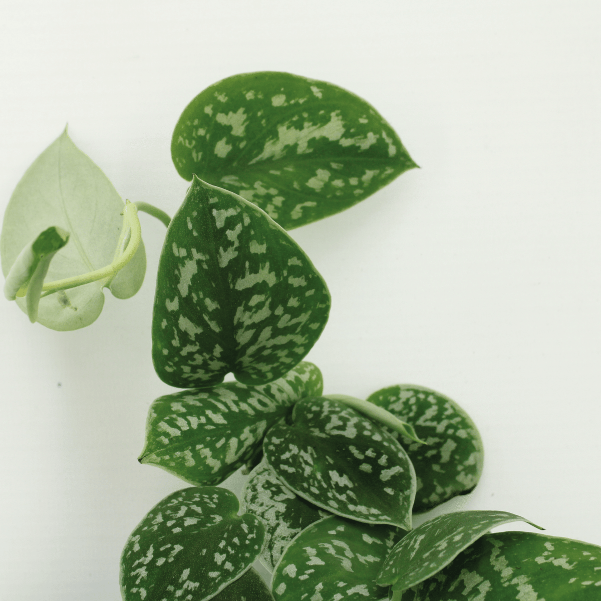 Sølvvin , 4 planter, potte ø12 cm
