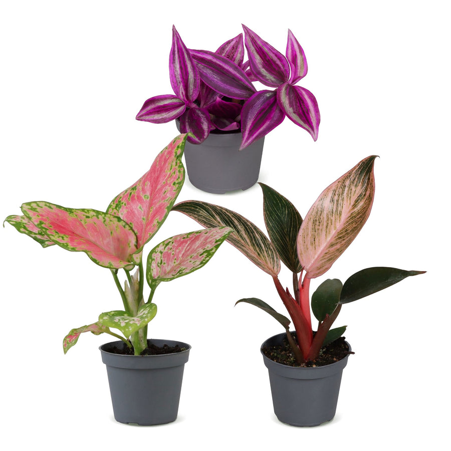 Baby Paradise Mix (3 planter, potte ø6 cm)