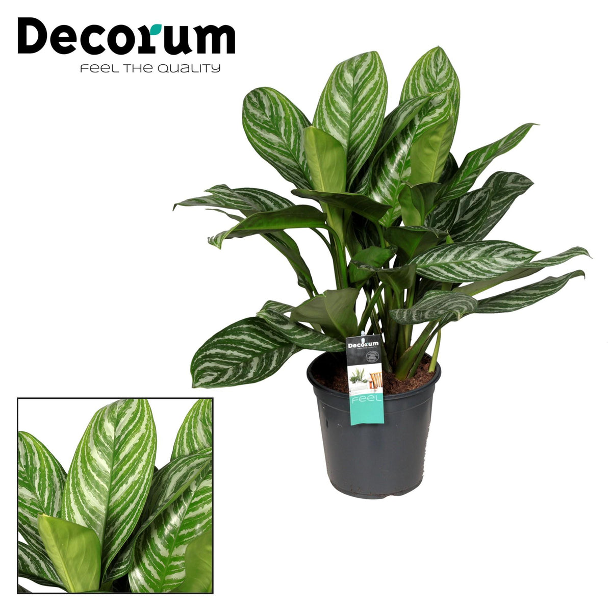 Aglaonema 'Stripes' 80 cm høj, potte ø21 cm