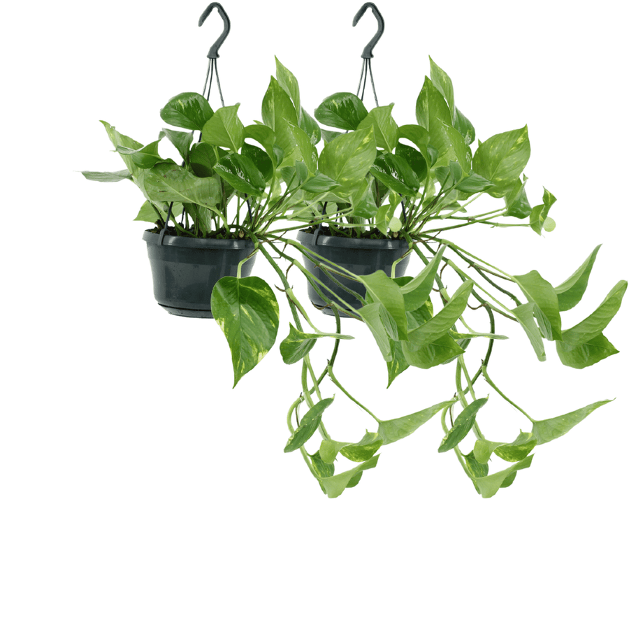 Epipremnum aureum (2 planten, pot ø15 cm)