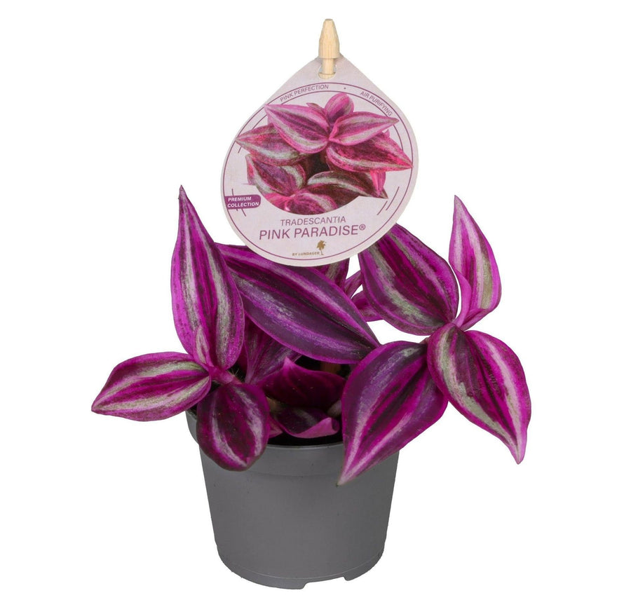 Trekantranke (Tradescantia 'Pink Paradise') 5 cm høj, potte ø6 cm