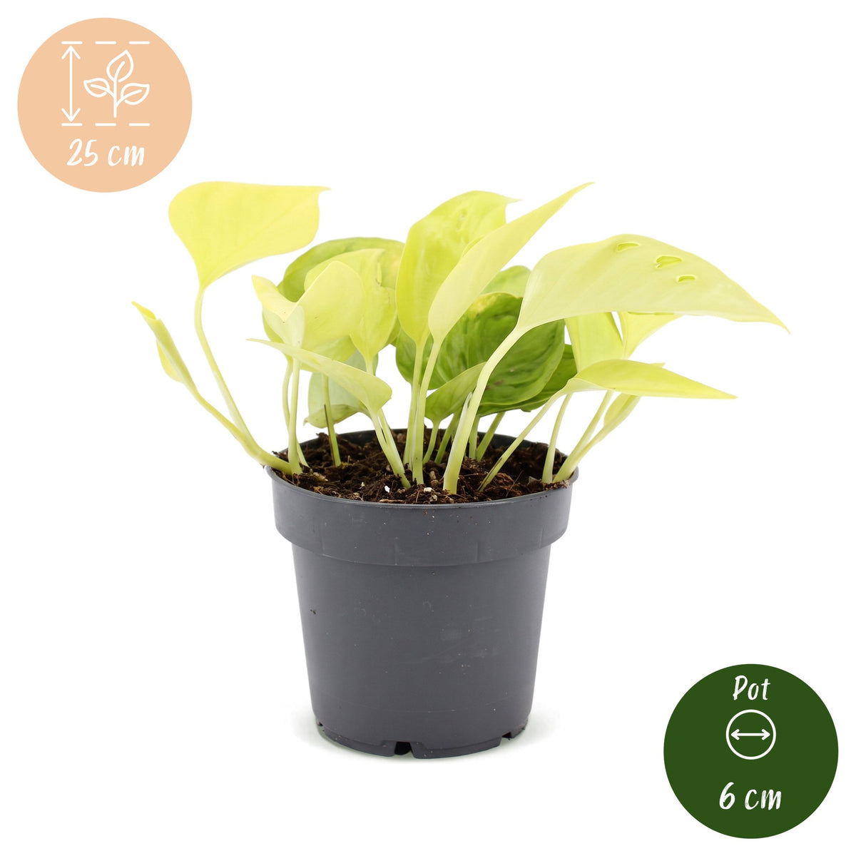 Scindapsus 25 cm høj, potte ø12 cm