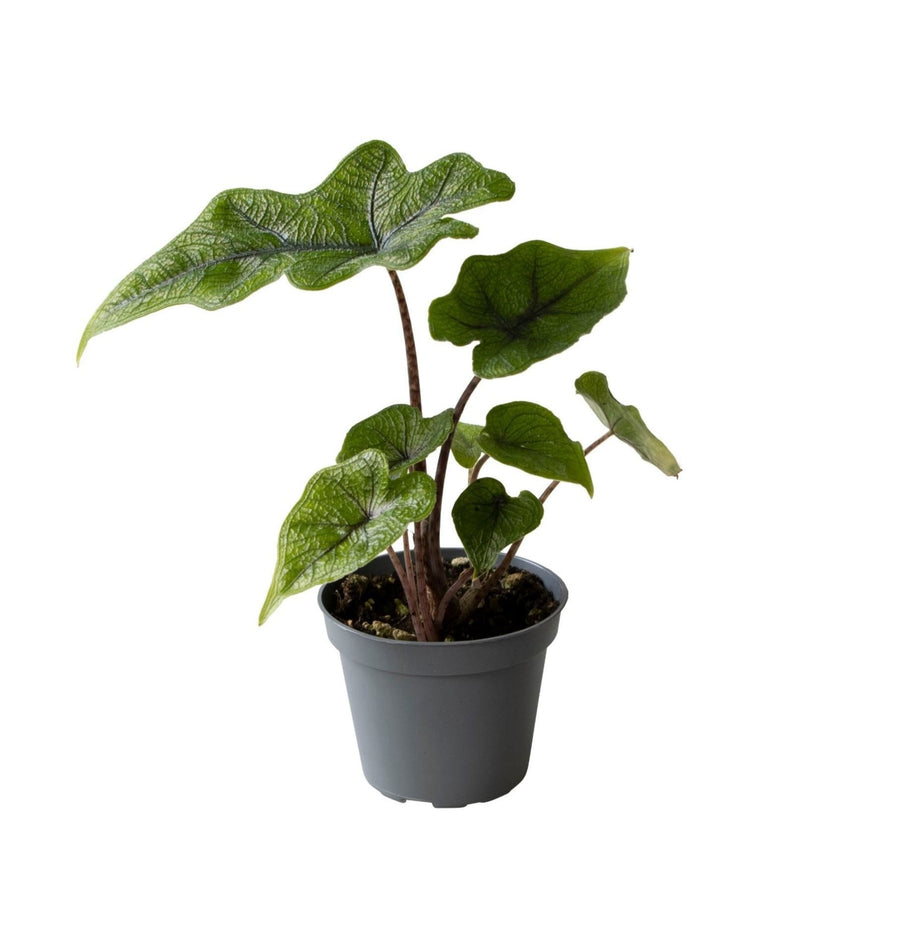 Alocasia 'Jacklyn' 10 cm høj, potte ø6 cm