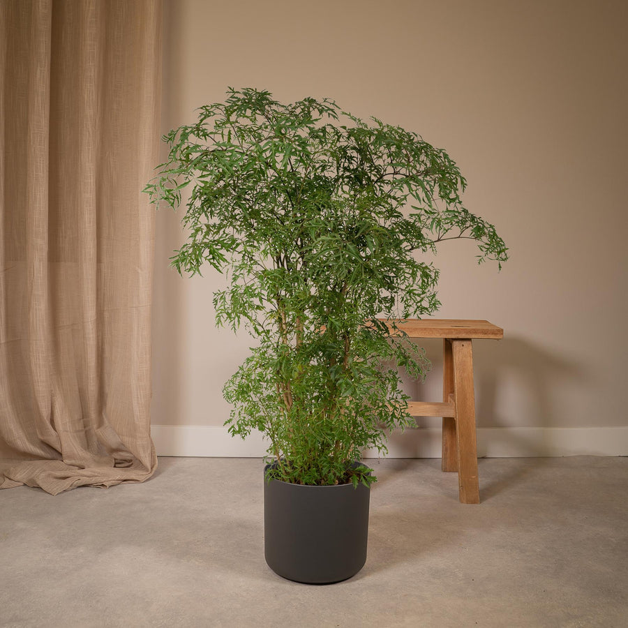 Aralie (Polyscias fruticosa) 75 cm hoch, Topf ø21 cm