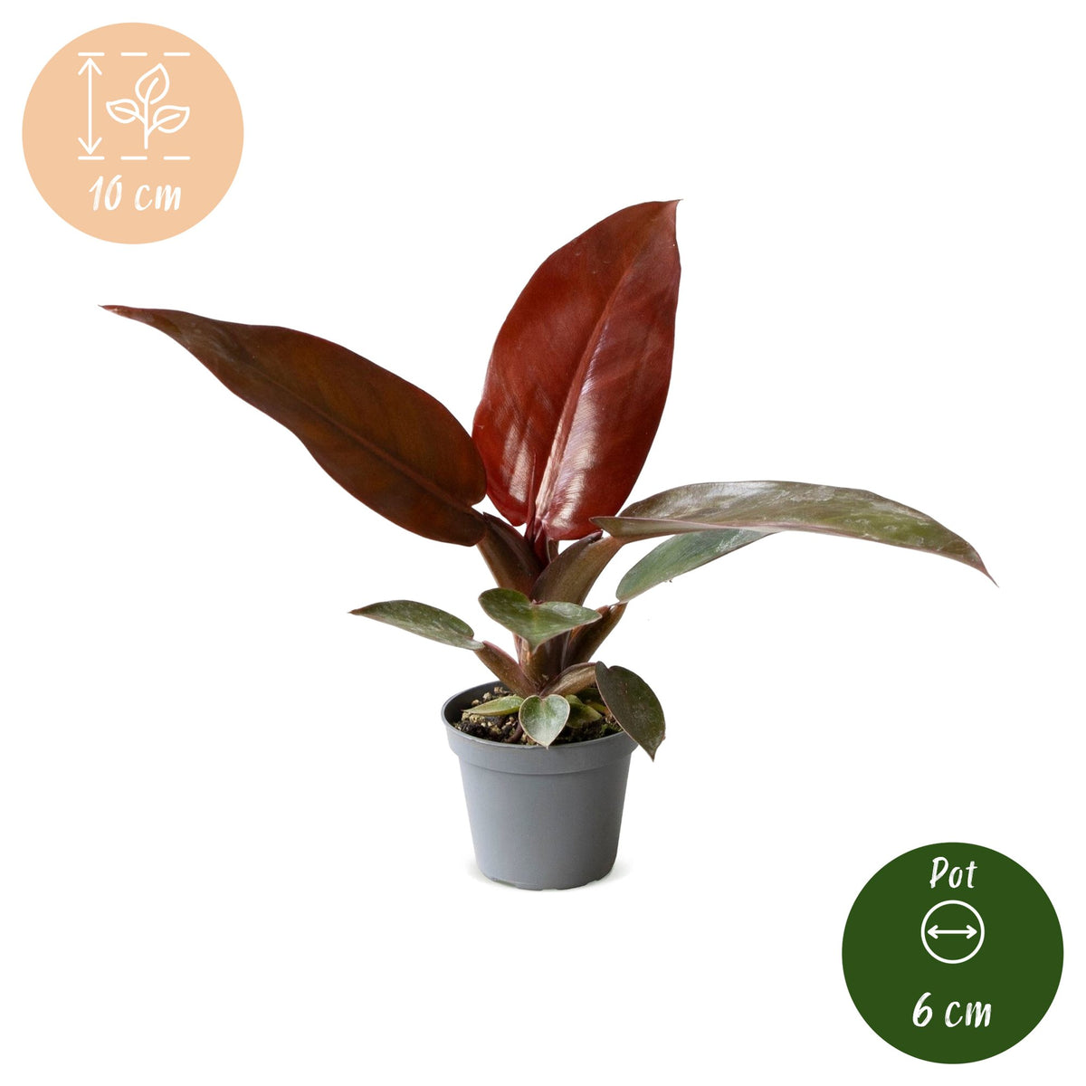 Philodendron 'Sun Red'