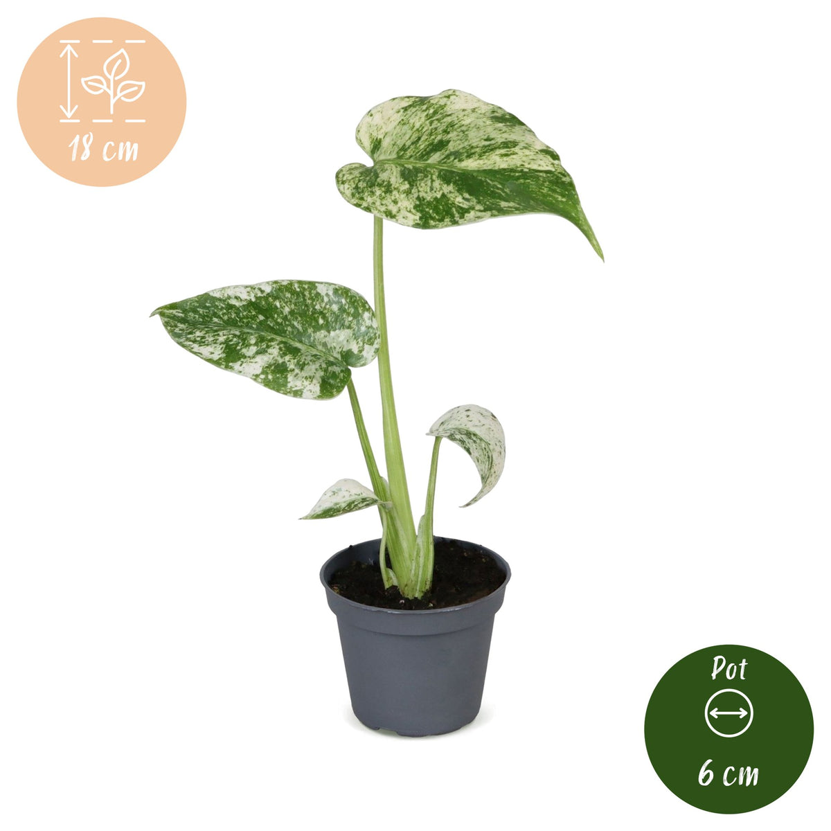 Broget fingerfilodendron 18 cm høj, potte ø6 cm