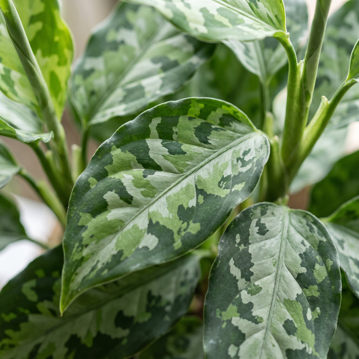 Aglaonema pictum 'Tricolor' 10 cm høj, potte ø6 cm