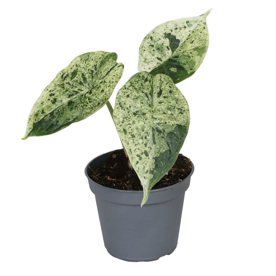 Elefantøre (Alocasia 'Dragon Scale Mint Variegata') 12 cm høj, potte ø6 cm