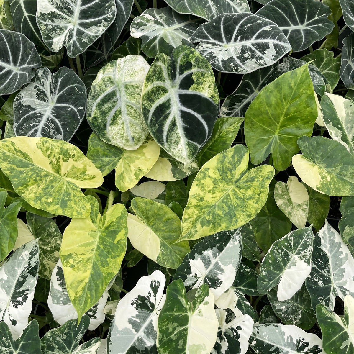 Baby Alocasia Tricolour Variegata