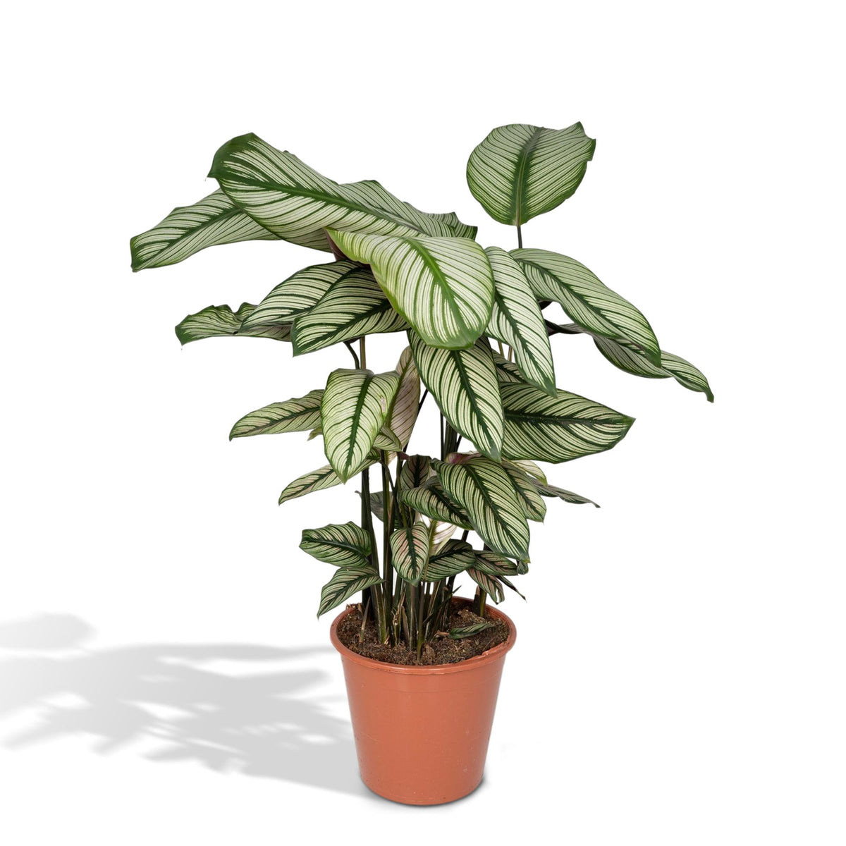 Calatea 50 cm di altezza, vaso ø19 cm