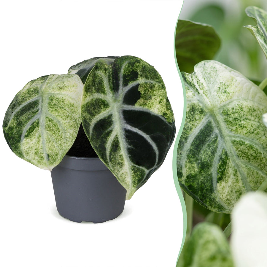 Alocasia 'Ninja Variegata' 5 cm hoog, pot ø6 cm