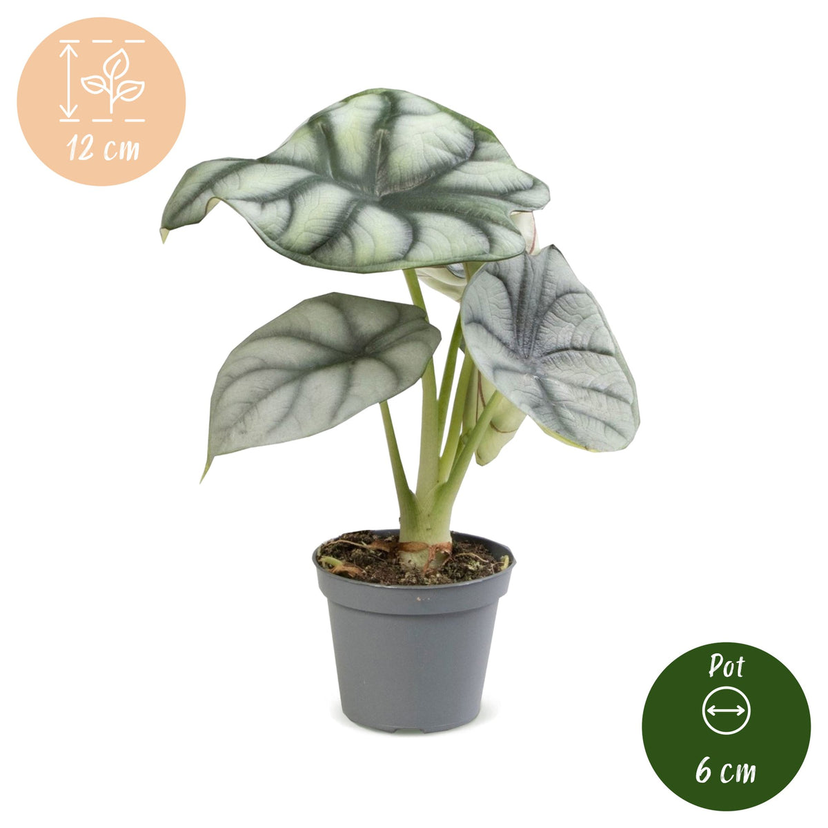 Zilverdraak (Alocasia baginda 'Silver Dragon')