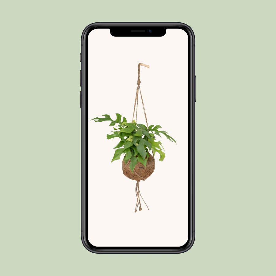 Monstera minima (Rhaphidophora tetrasperma) hangplant 25 cm hoog, pot ø15 cm