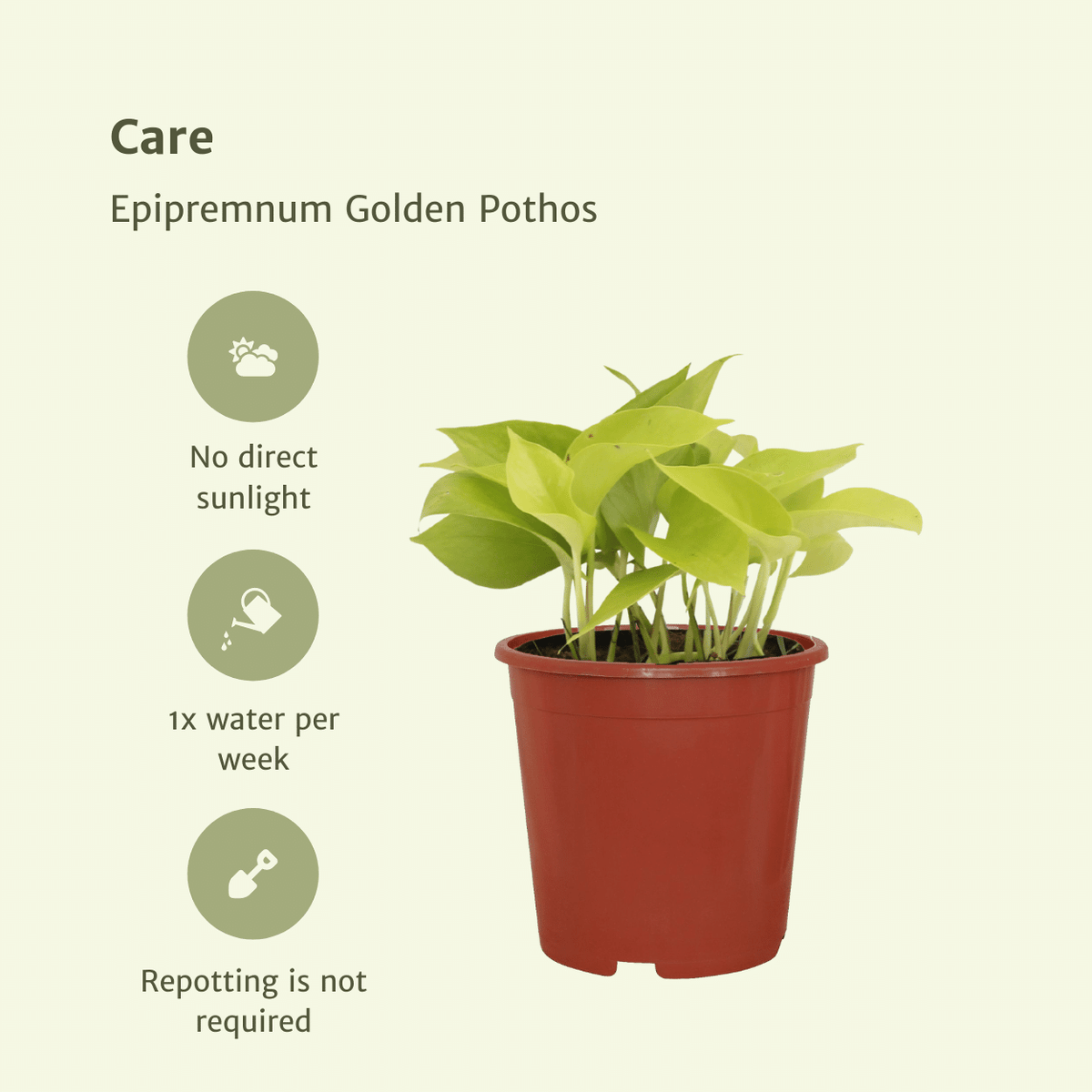 Gouden scindapsus (Epipremnum aureum)