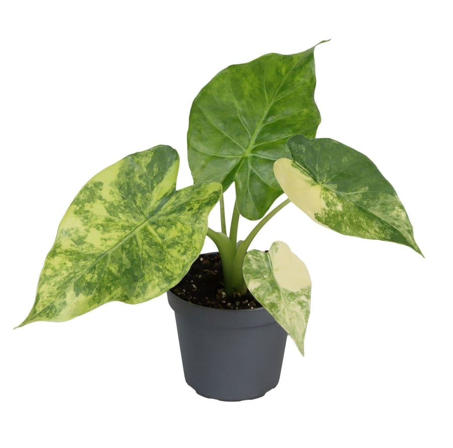Gyldent elefantøre (Alocasia macrorrhizos 'Aurea Variegata') 15 cm høj, potte ø6 cm