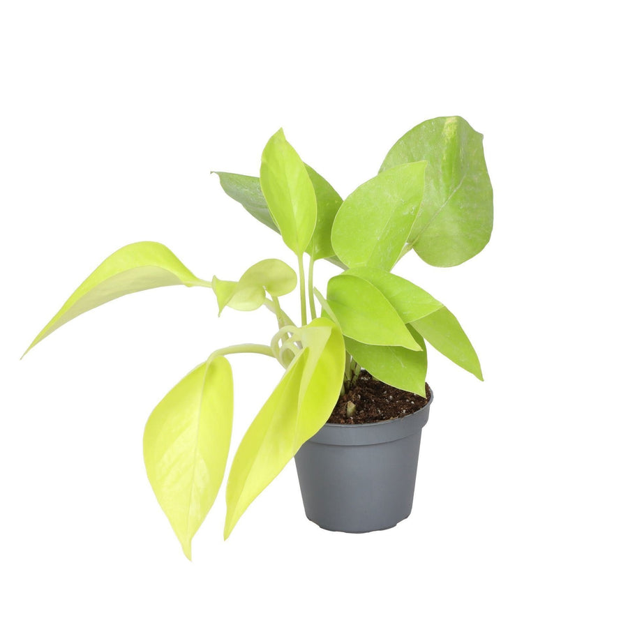 Philodendron 'Neon' 15 cm hoog, pot ø6 cm