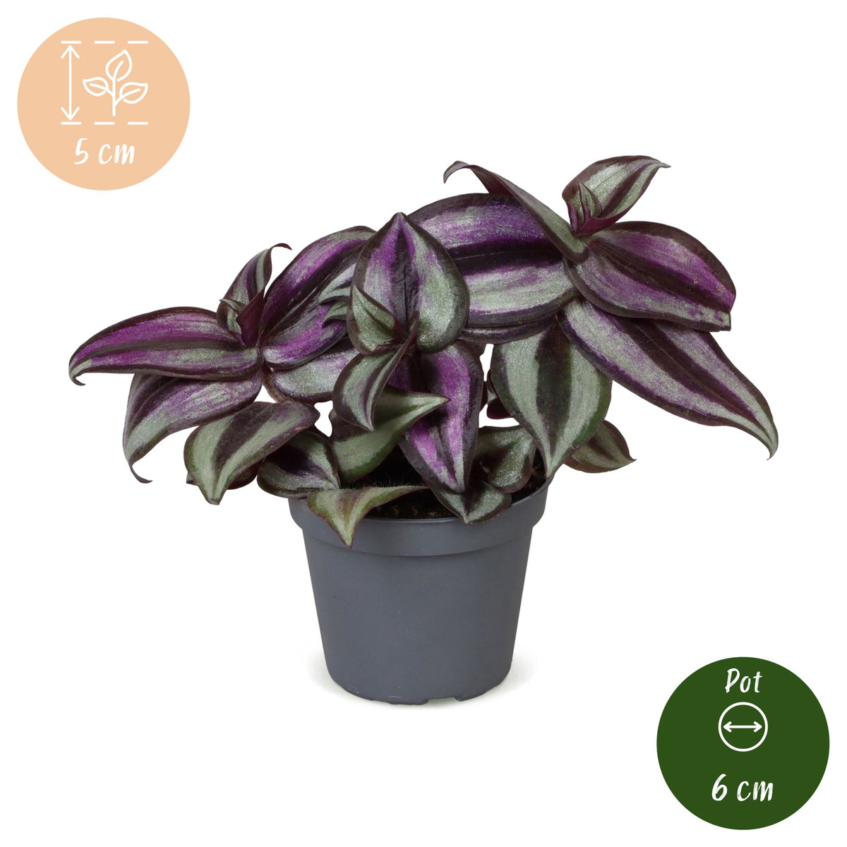 Vaderplant (Tradescantia zebrina 'Pink Joy')