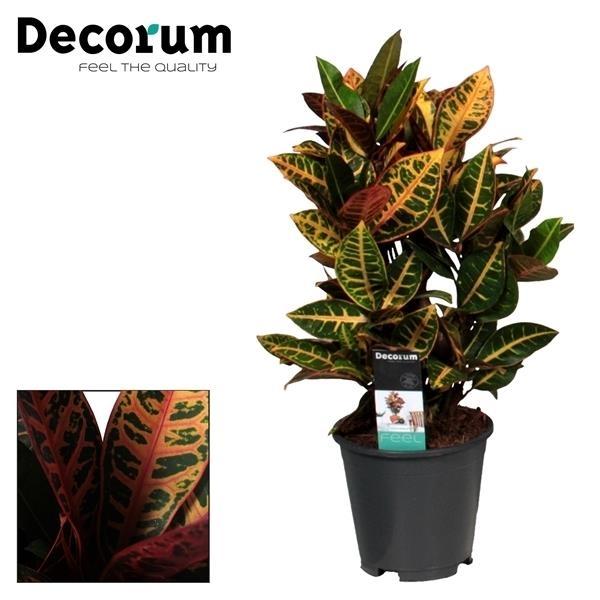 Croton (Codiaeum variegatum 'Petra') 55 cm de haut, pot ø17 cm