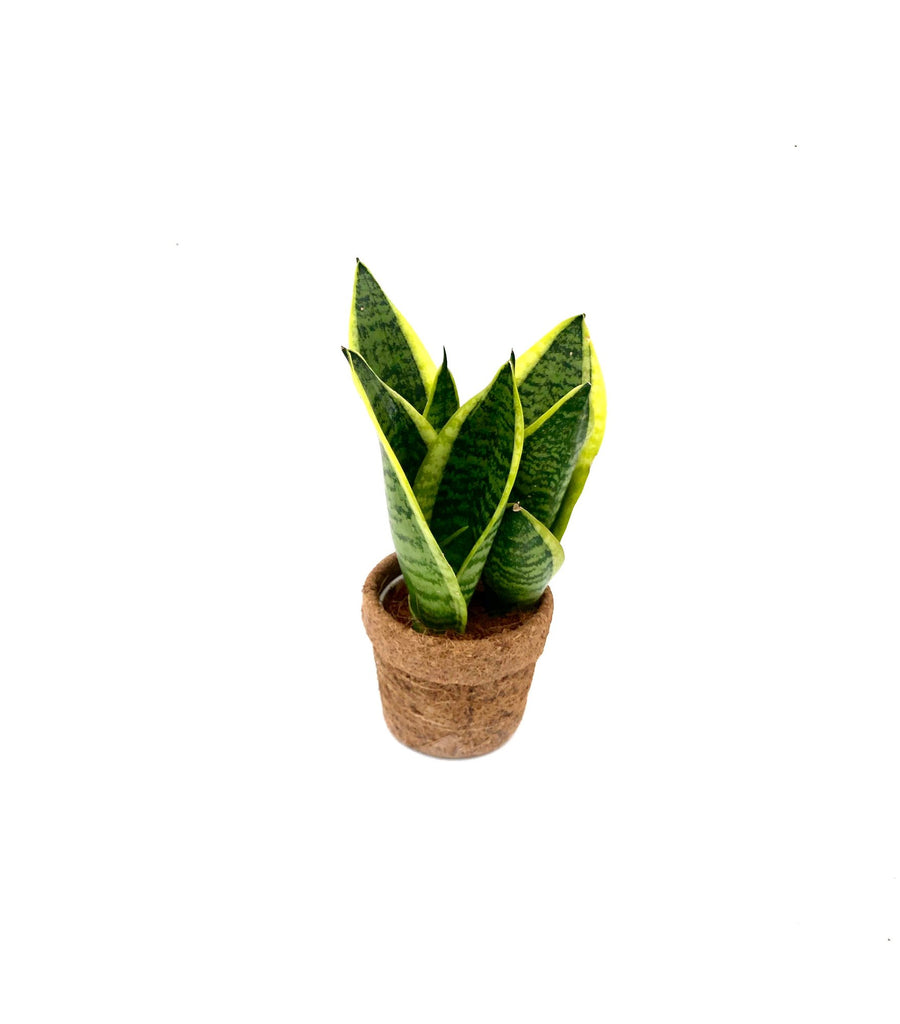 Kokostopf Bogenhanf 'Yellow' (Sansevieria), ø10 cm