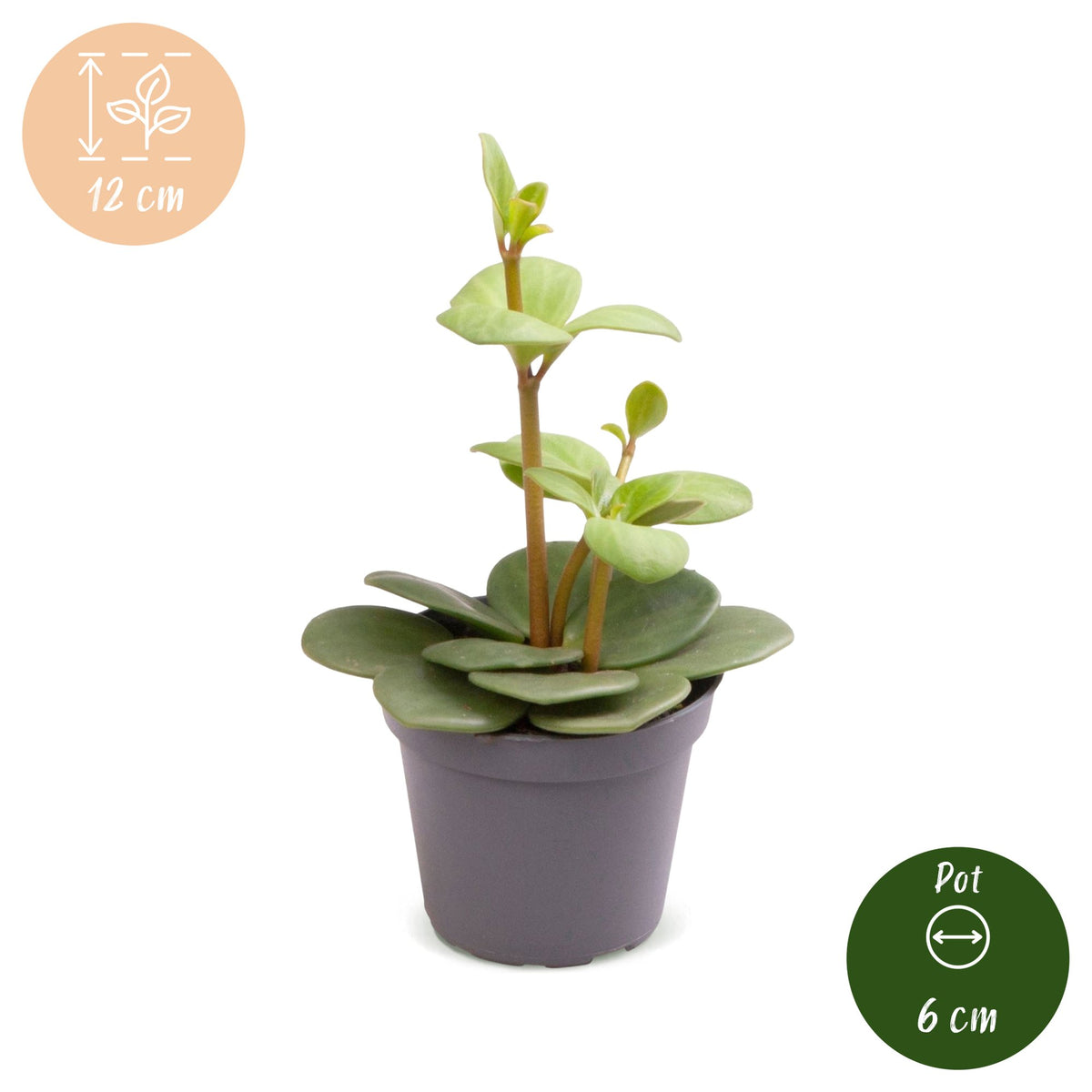 Peperomia 'Hope' 12 cm høj, potte ø6 cm