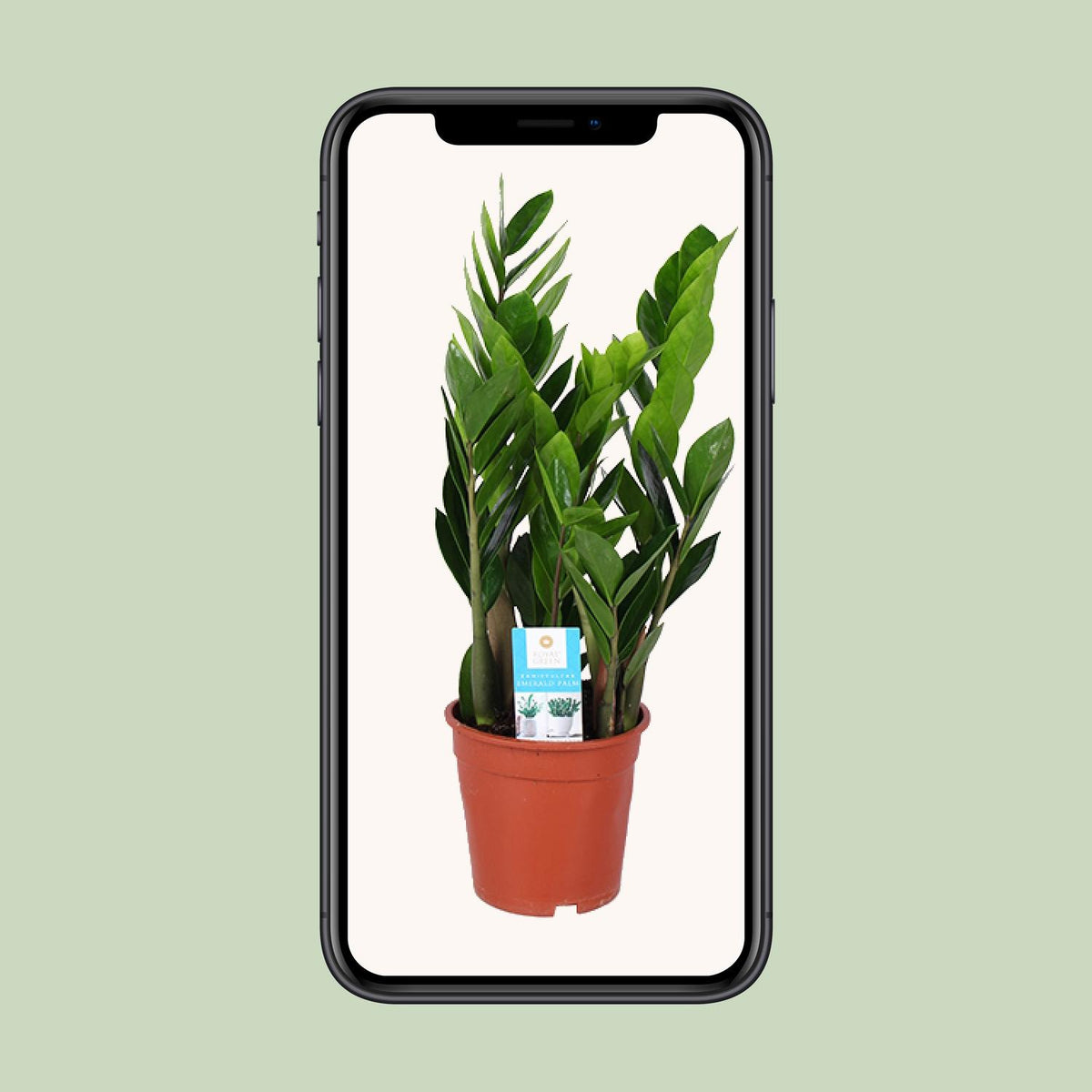 Zamioculcas 60 cm høj, potte ø17 cm