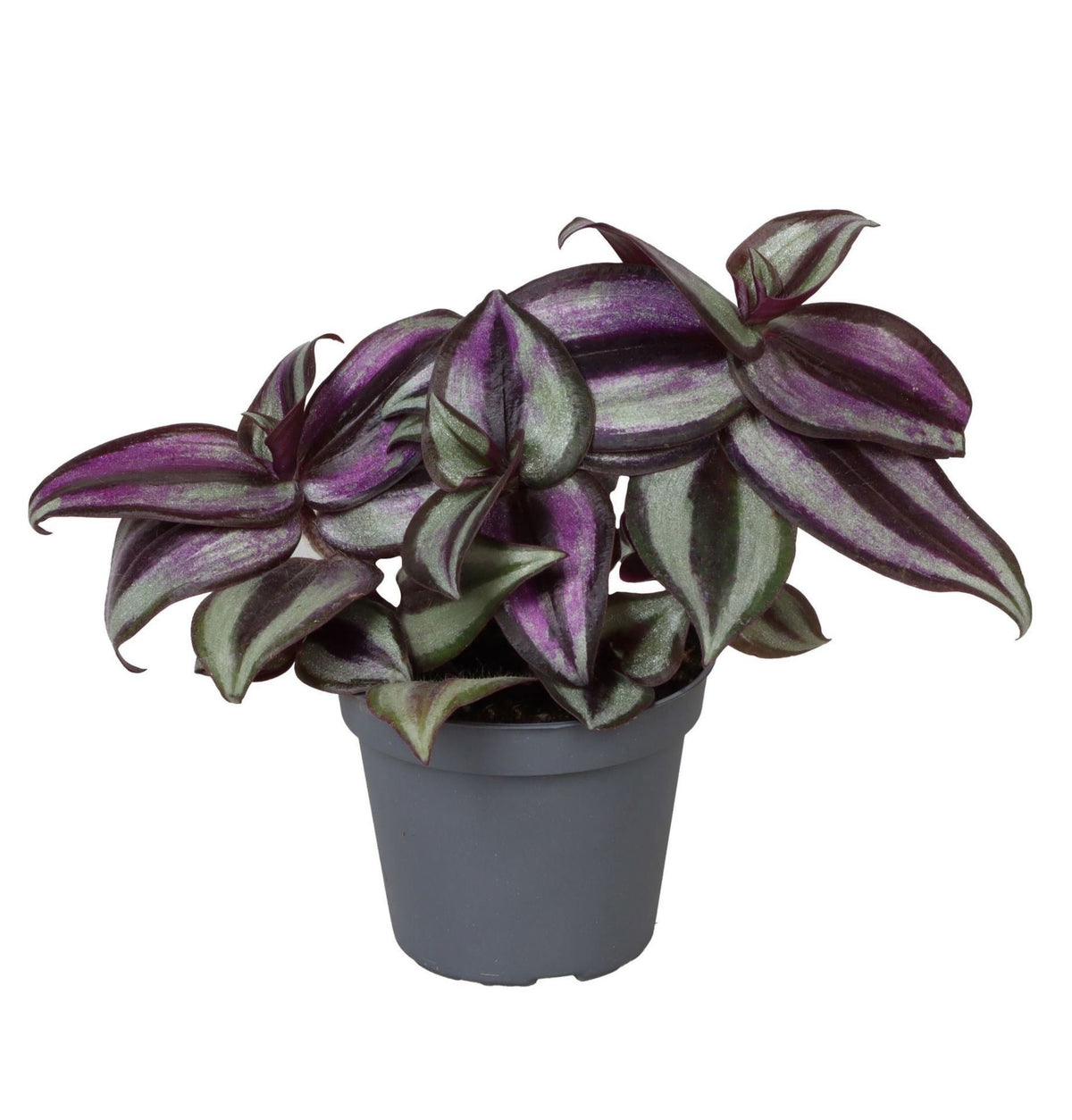 Vaderplant (Tradescantia zebrina 'Pink Joy')