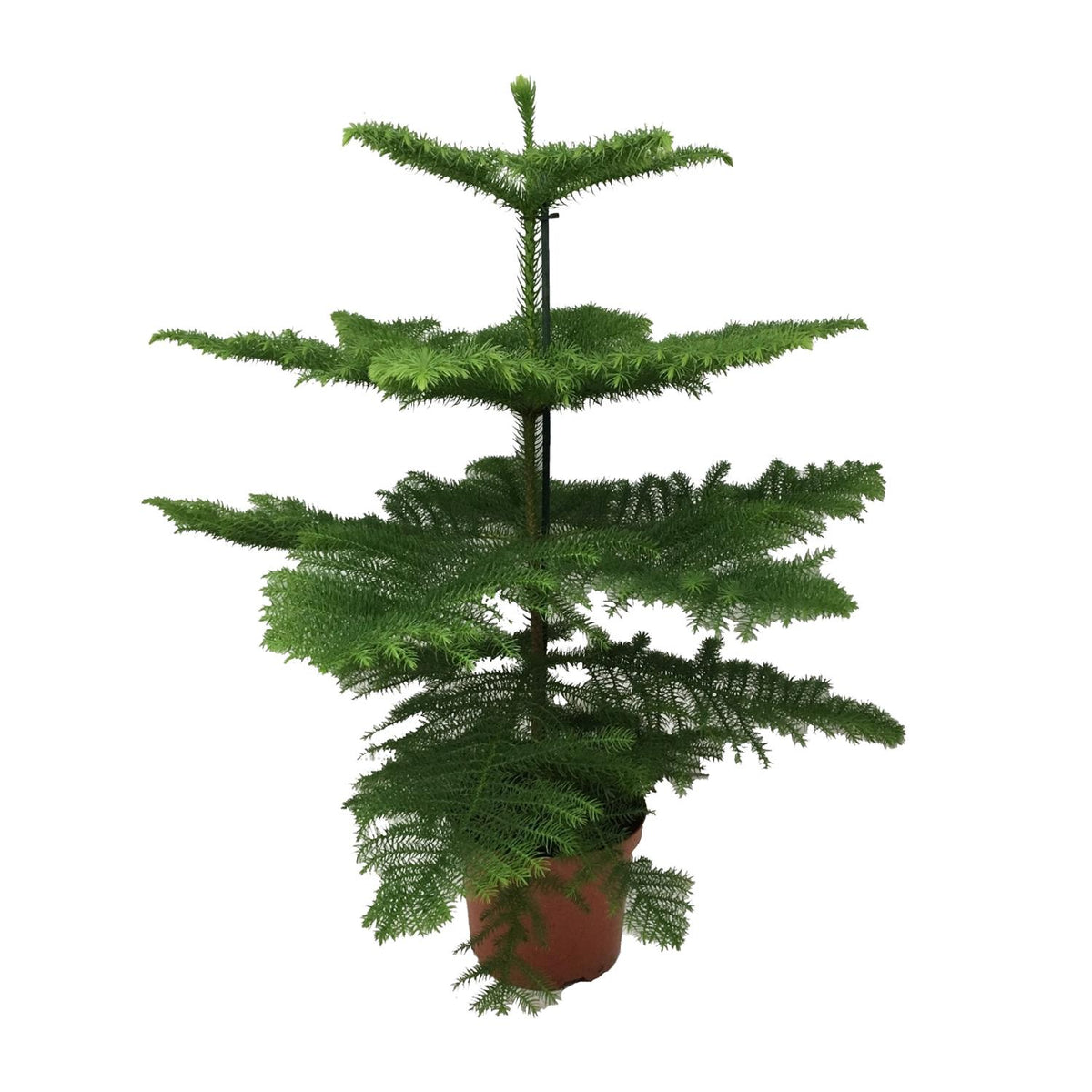 Pin de Norfolk 70 cm de haut, pot ø21 cm