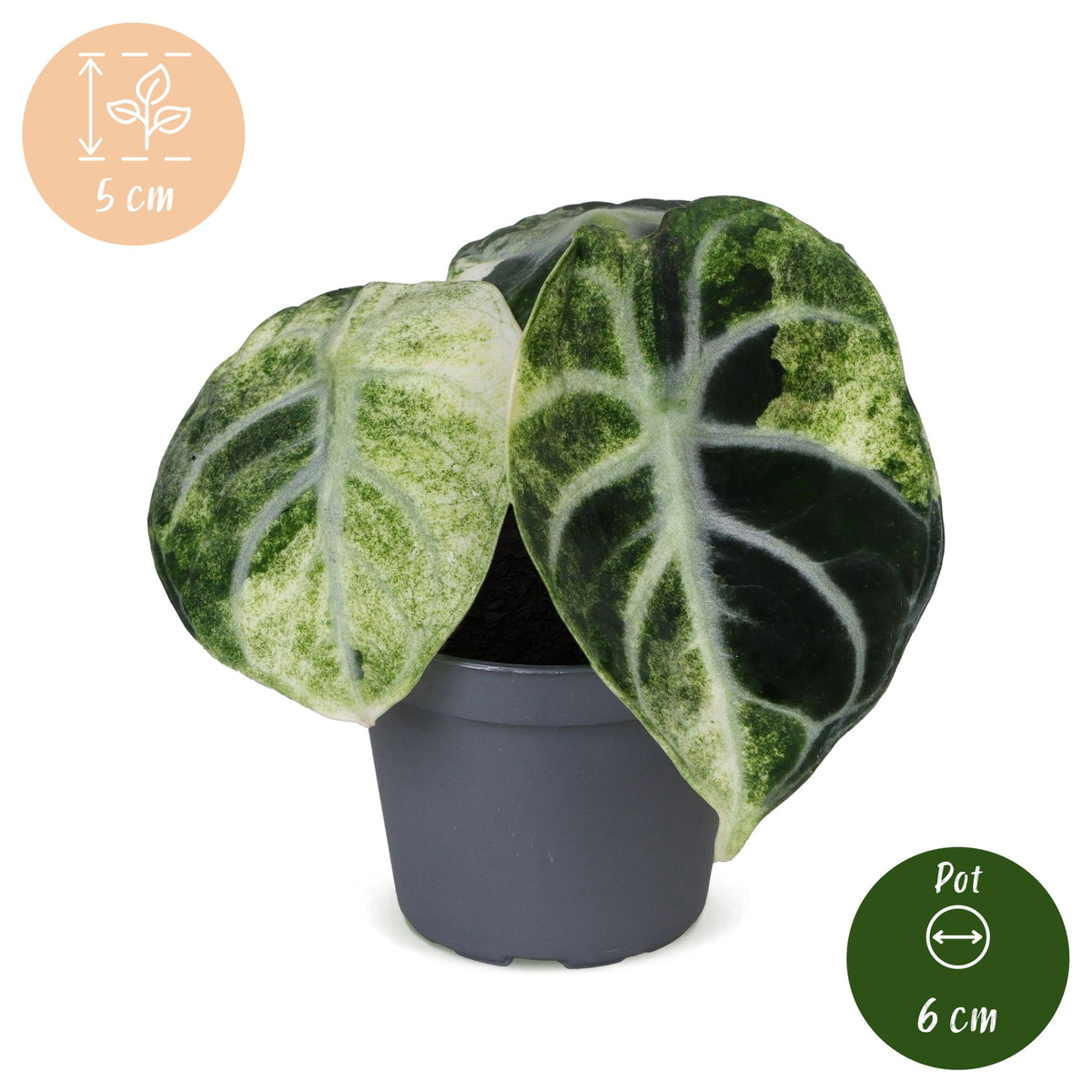 Alocasia 'Ninja Variegata'