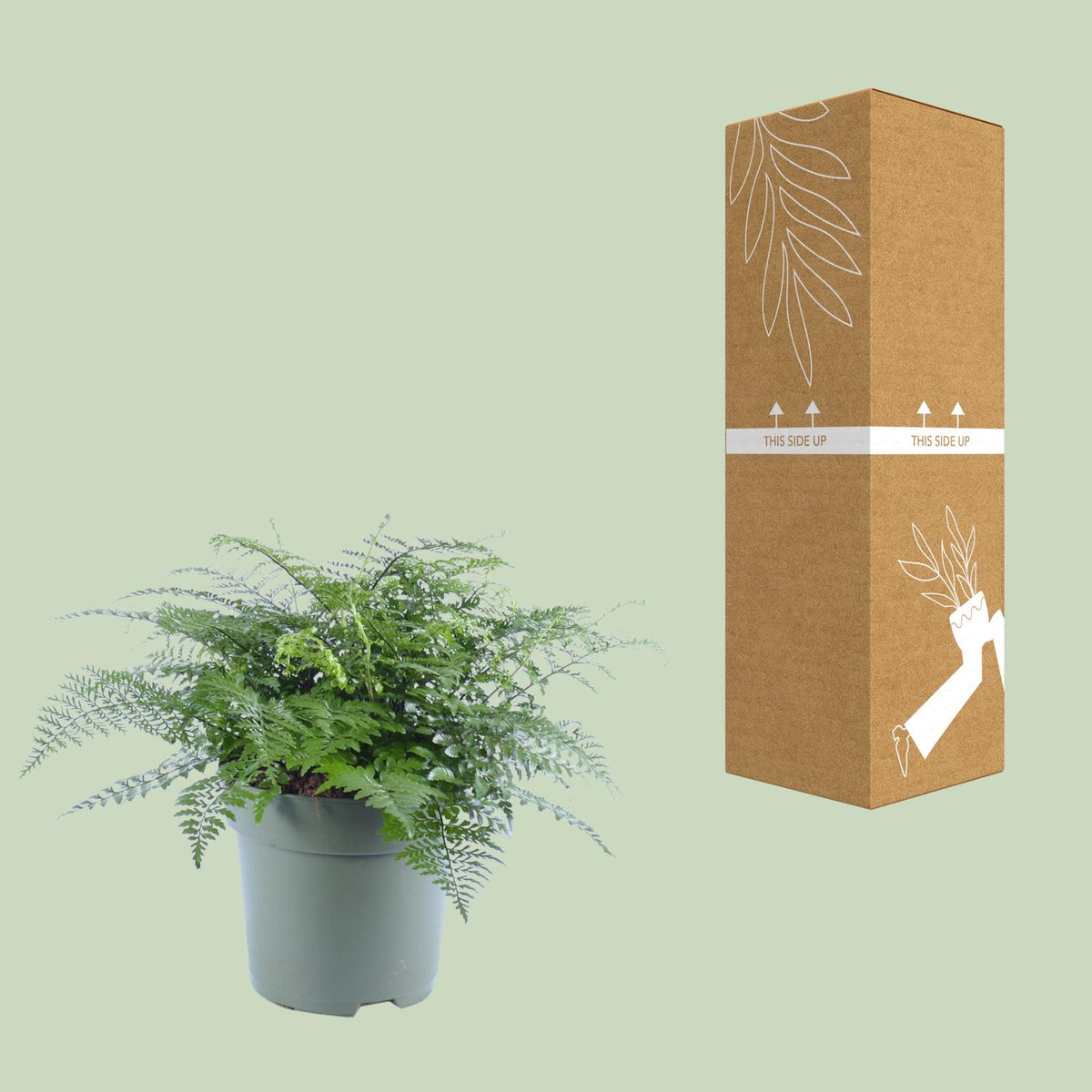 Vogelnestvaren (Asplenium 'Parvati')