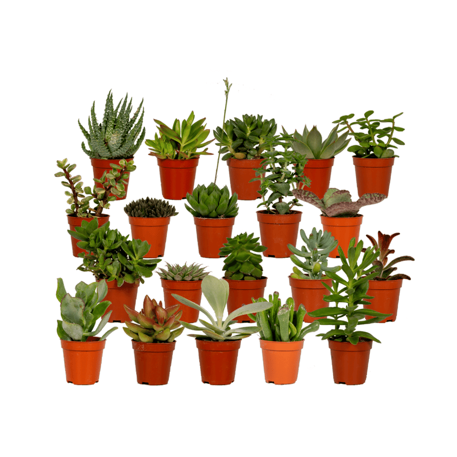 Succulenten mix 7 cm (20 planten, pot ø5,5 cm)