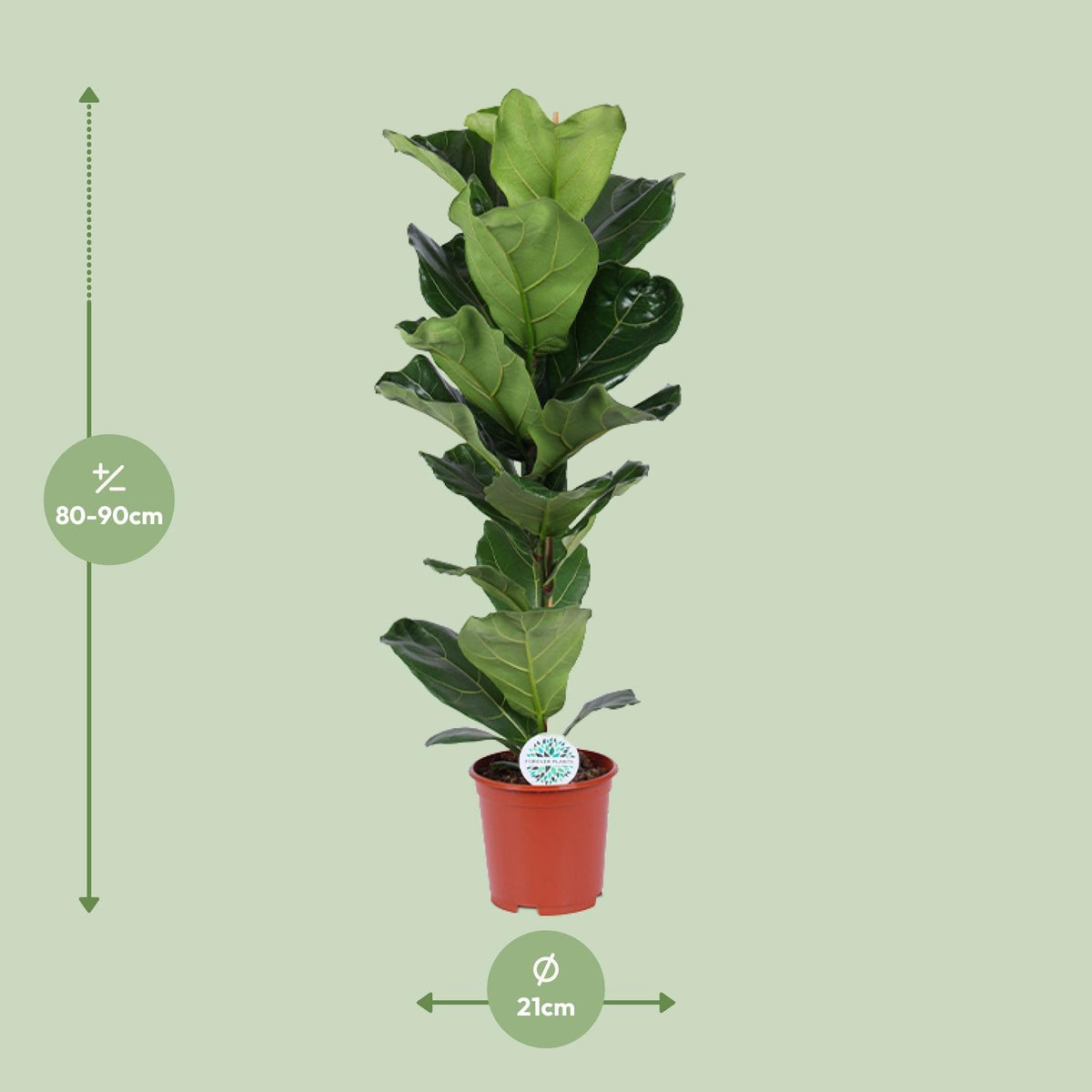 Vioolbladplant (Ficus lyrata)