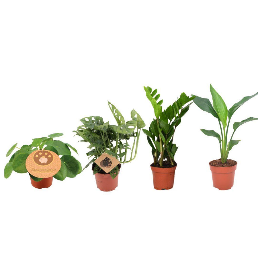Musthave-plantekasse (4 planter, potte ø12 cm)