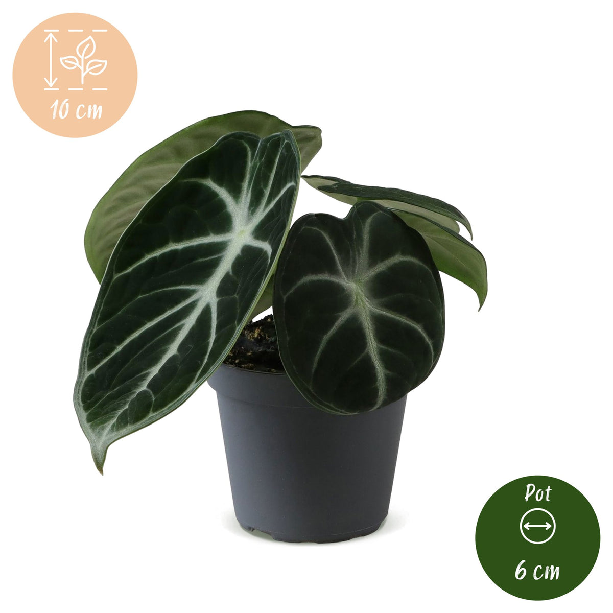 Alocasia 'Ninja'