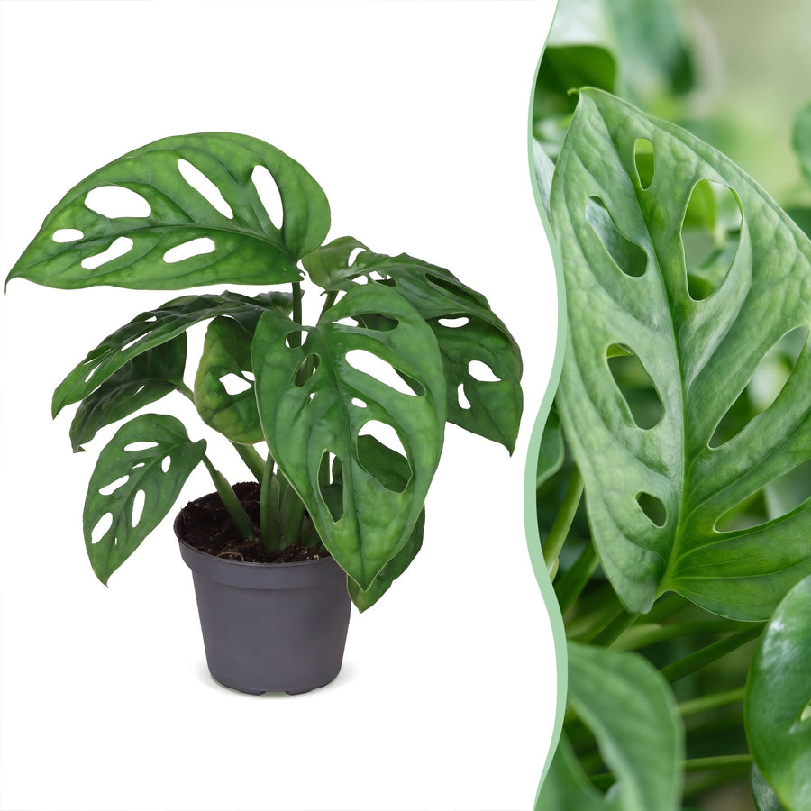 Monstera (Monstera obliqua) 12 cm høj, potte ø6 cm