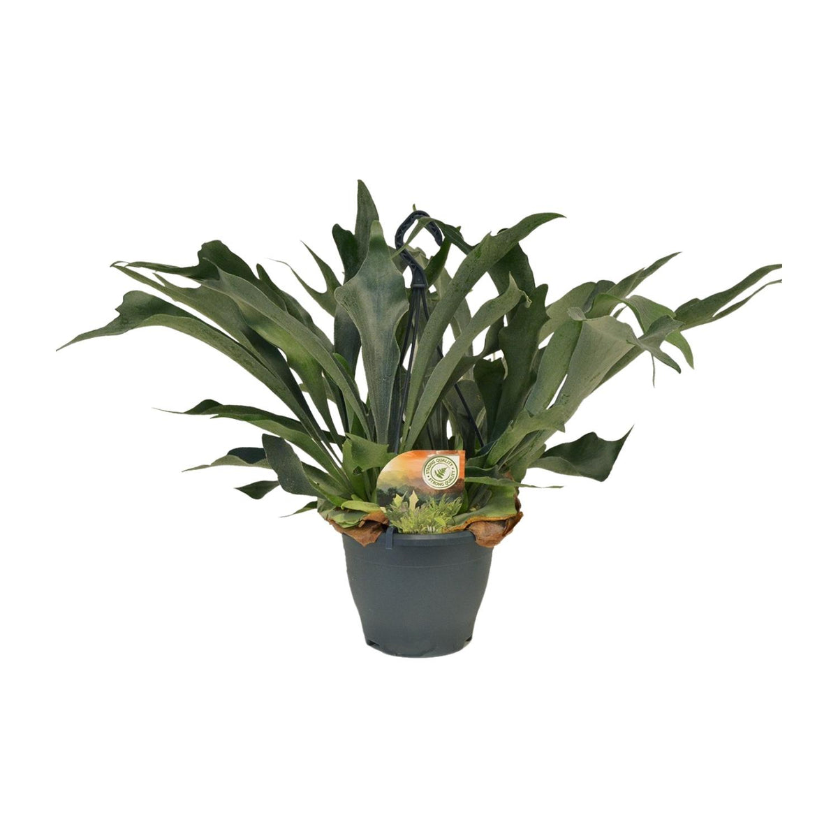 Hertshoornvaren (Platycerium bifurcatum)