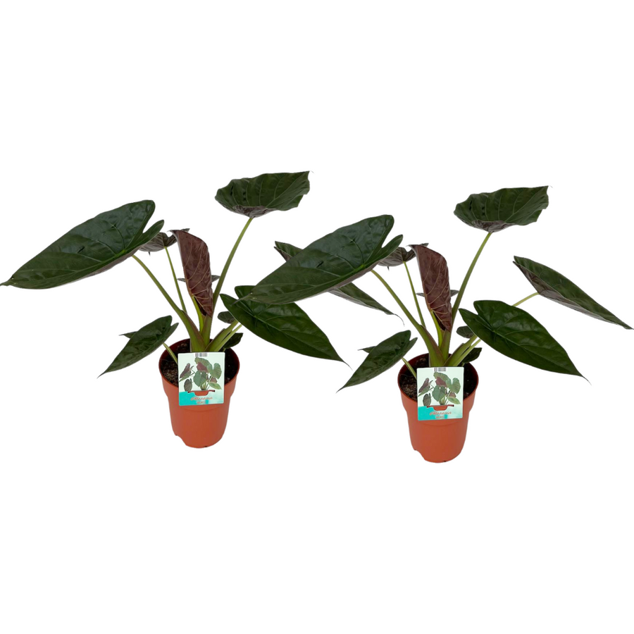 Elefantøre Alocasia wentii (2 planter, potte ø19 cm)