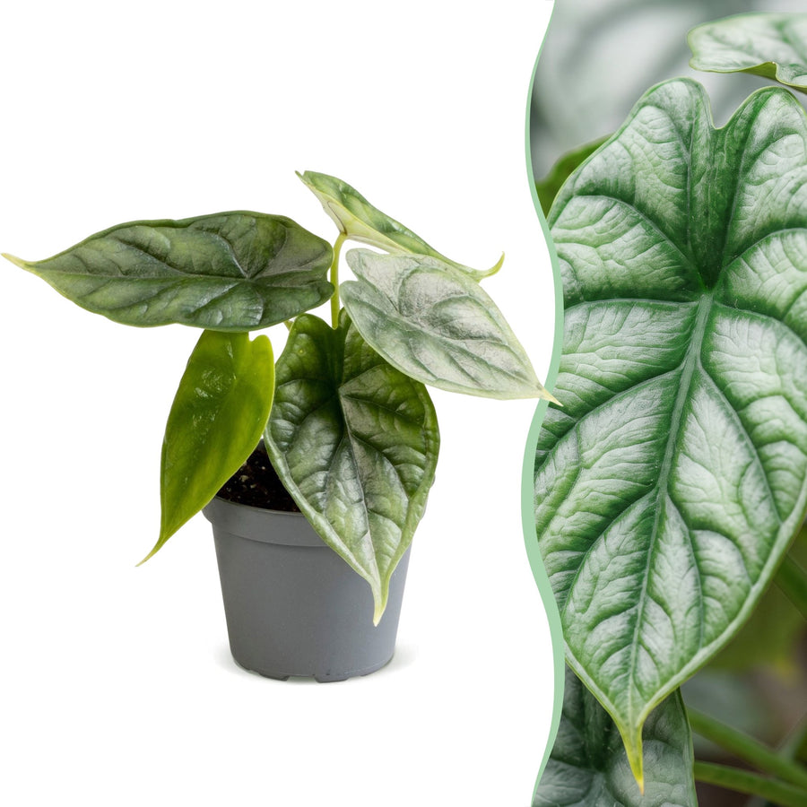 Elefantøre (Alocasia baginda 'Dragon Scale') 12 cm høj, potte ø6 cm