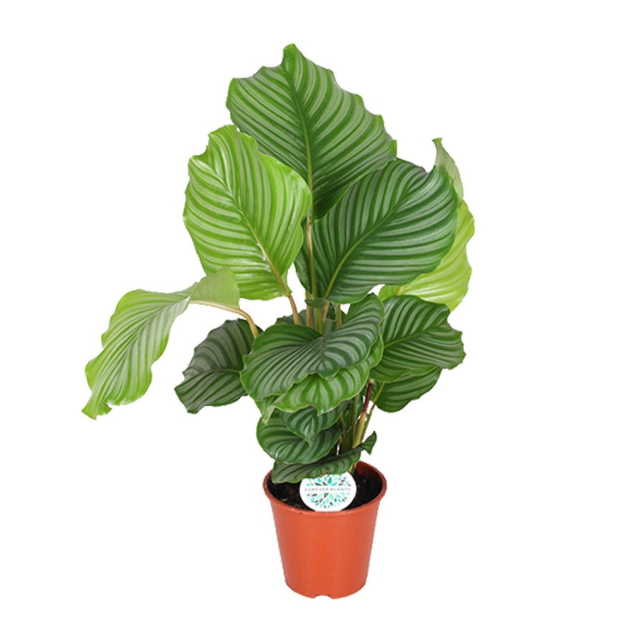 Calathea orbifolia 60 cm hoog, pot ø17 cm