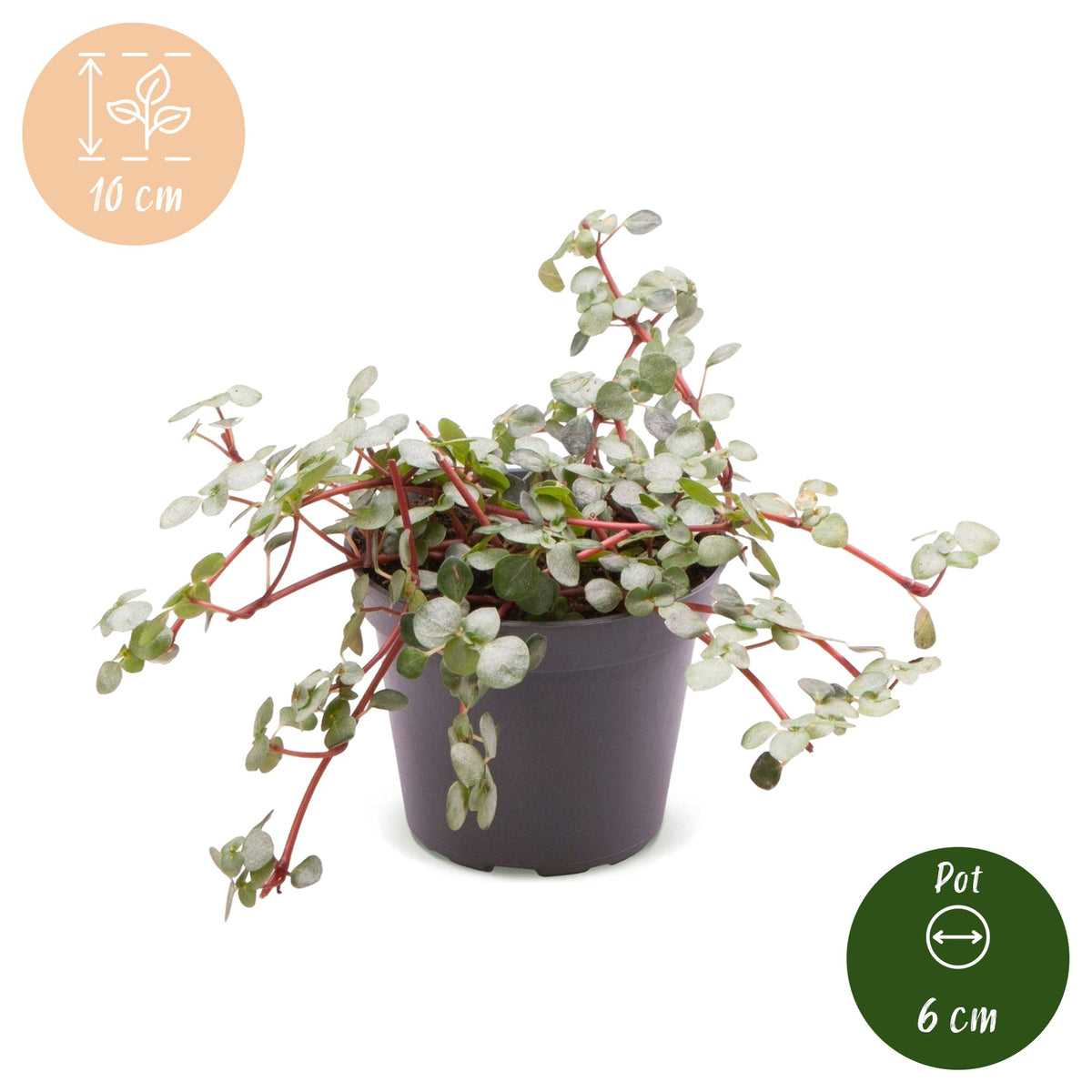Pilea glauca 'Greyzy'