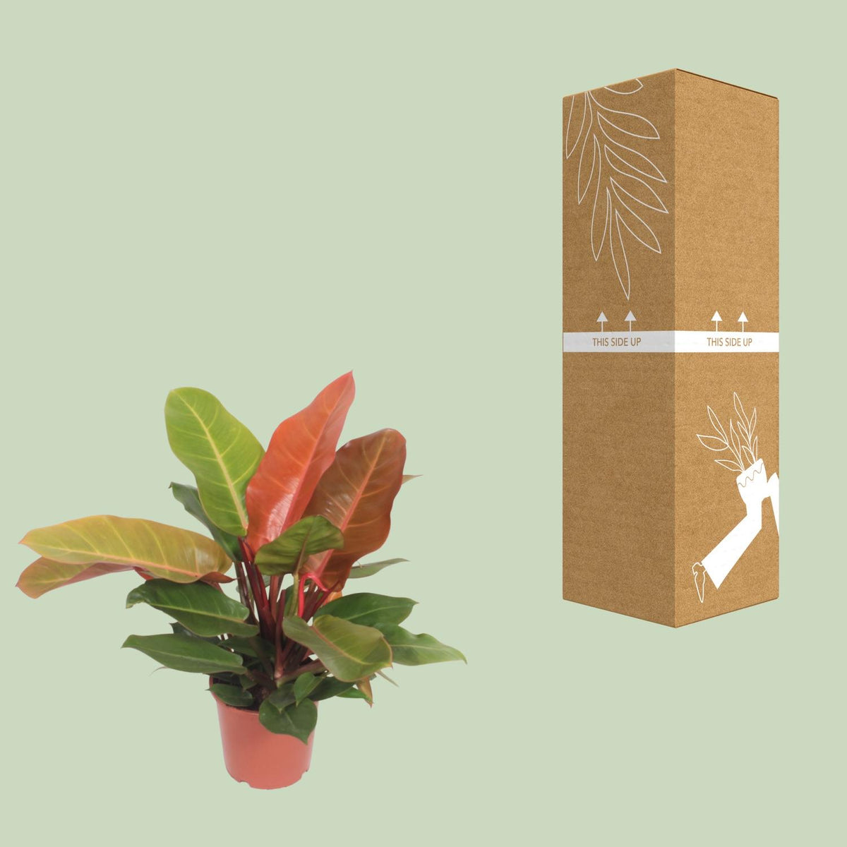 Philodendron 'Prince of Orange' 45 cm hoch, Topf ø17 cm