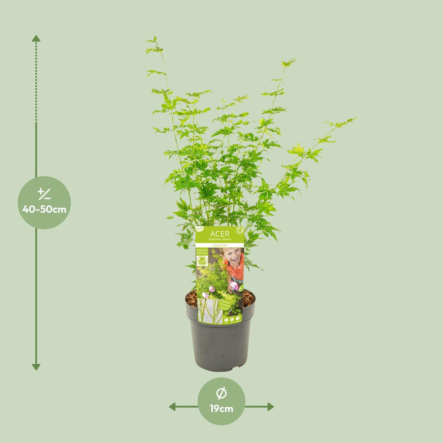 Acero giapponese 'Going Green' (Acer palmatum) alto 50 cm, vaso ø19 cm