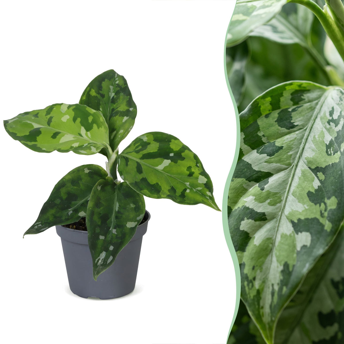 Aglaonema pictum 'Tricolor' 10 cm høj, potte ø6 cm