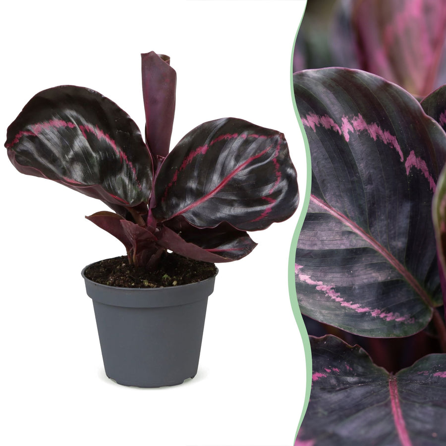 Påfugleplante (Calathea roseopicta 'Dottie') 15 cm høj, potte ø6 cm