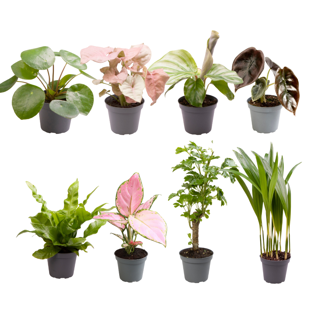 Overraskelsesboks med babyplanter