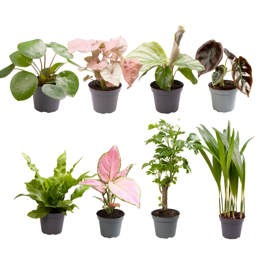 Overraskelsesboks med babyplanter (8 planter, potte ø6 cm)