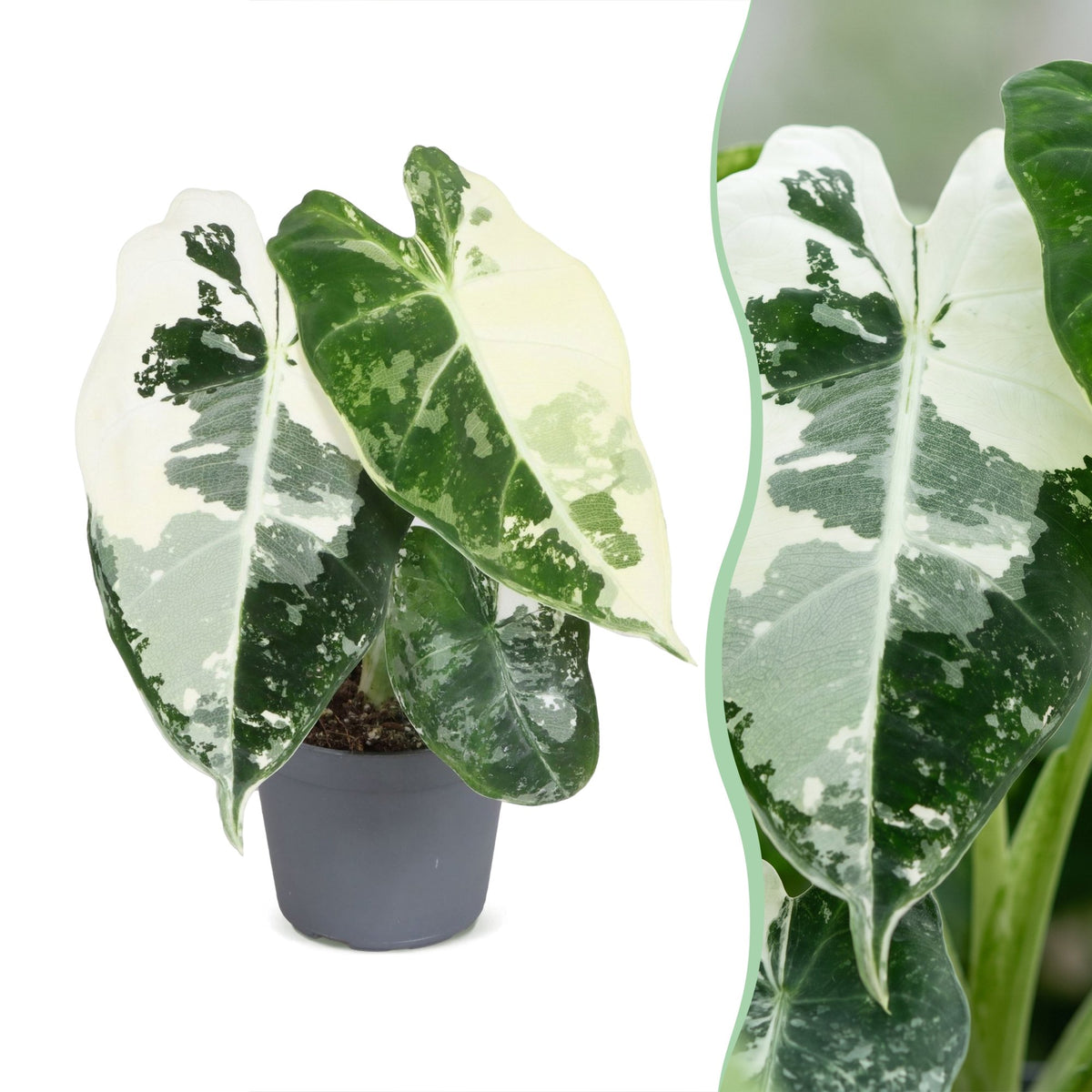 Alocasia micholitziana 'Frydek Variegata'